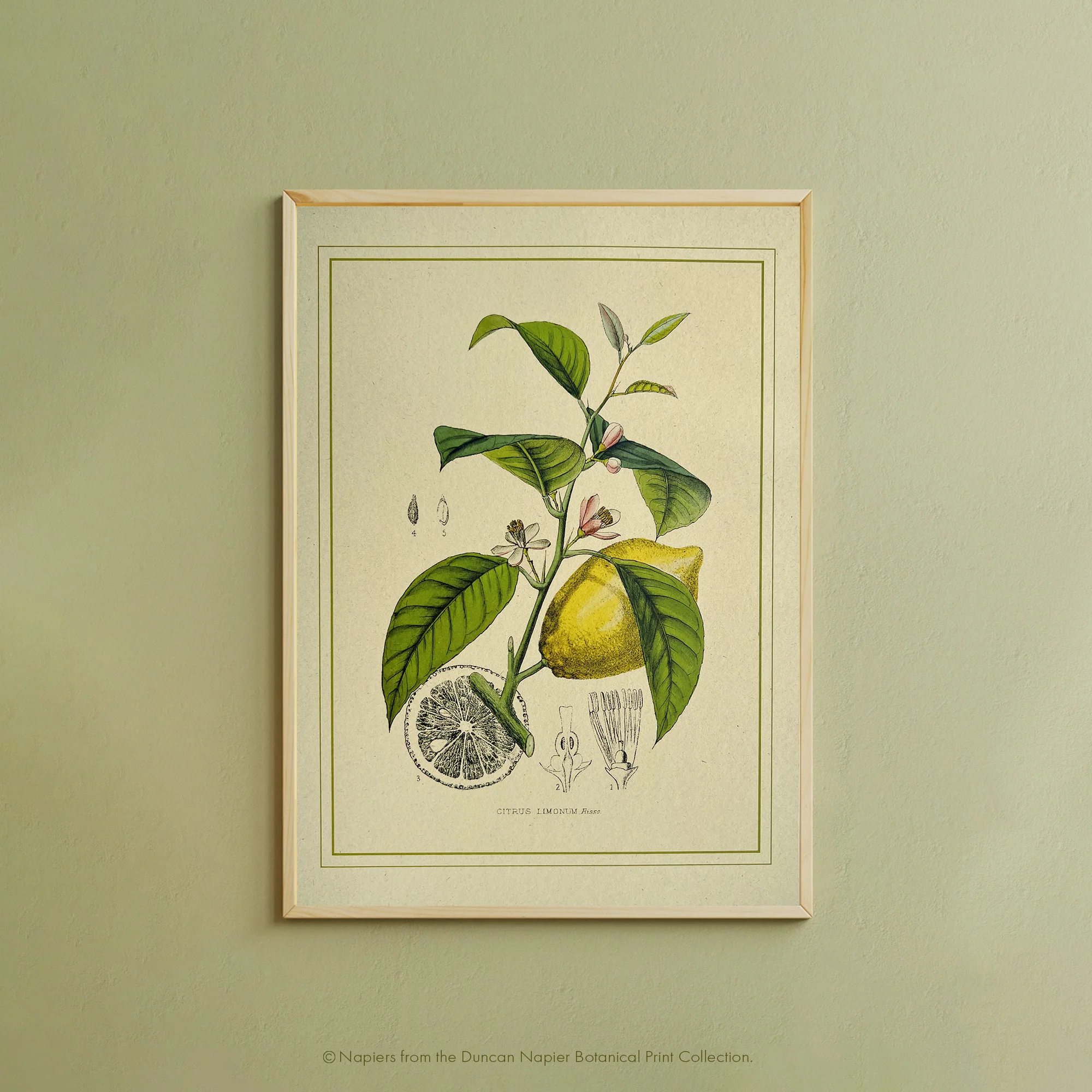 Napiers Botanical Prints - Image 3