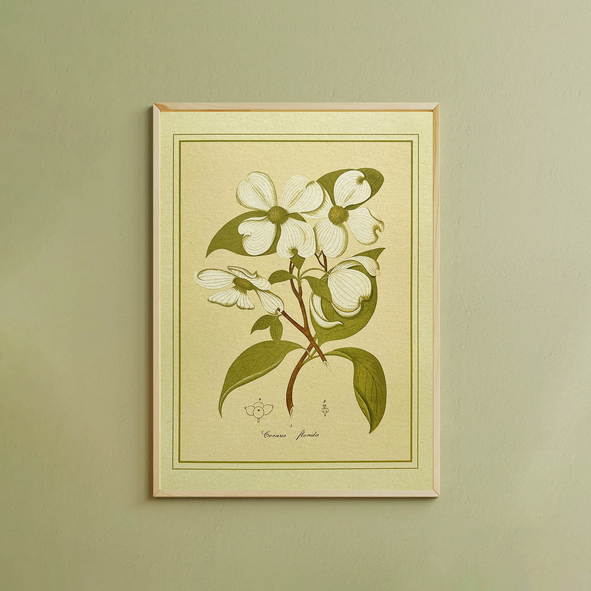 Napiers Botanical Prints - Image 4
