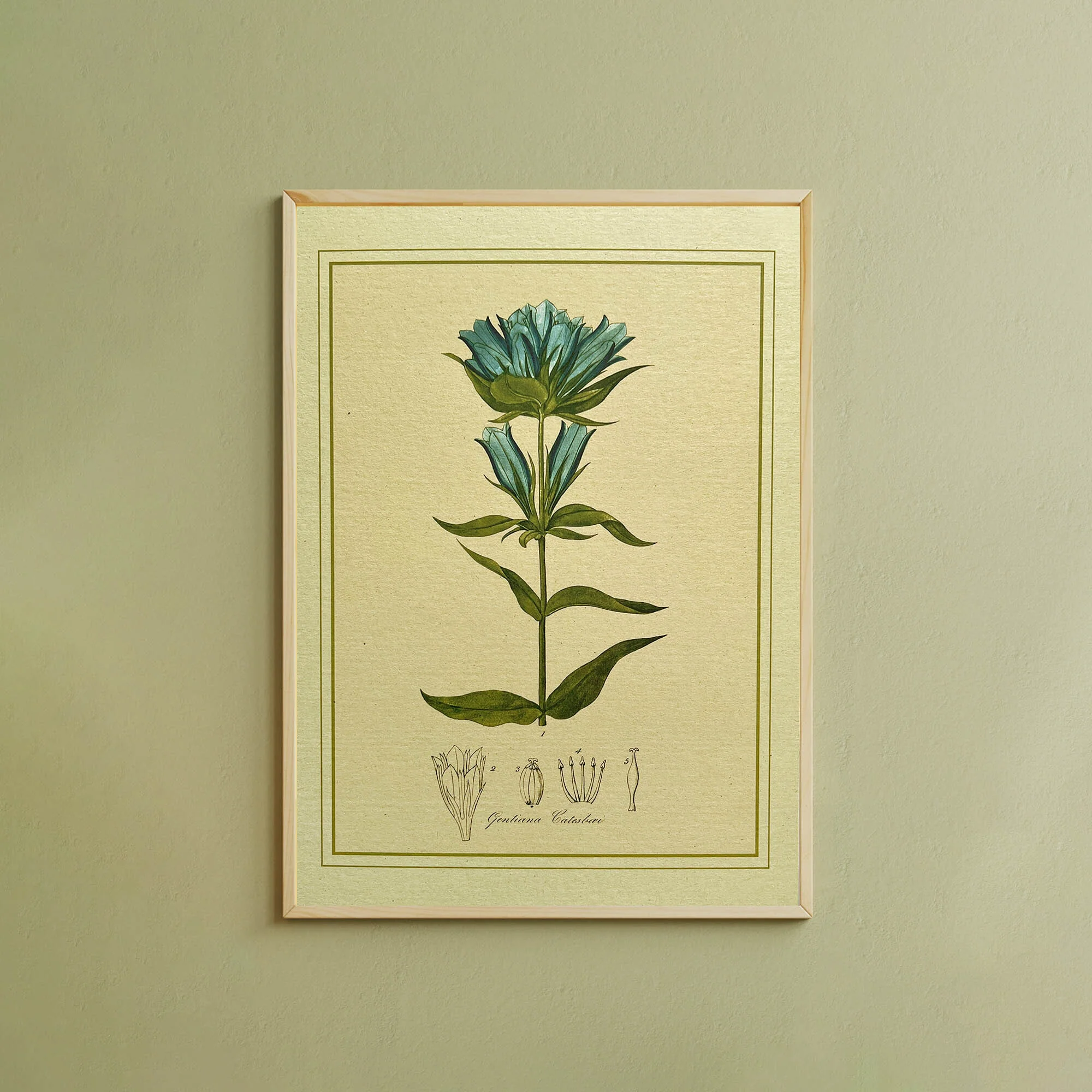 Napiers Botanical Prints - Image 5