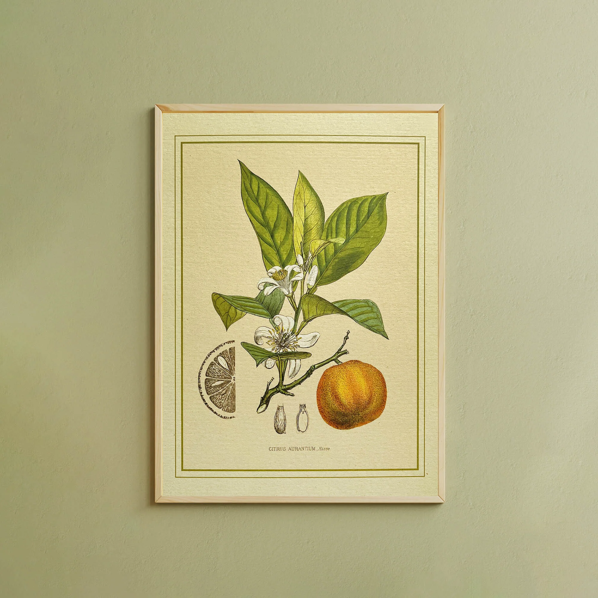 Napiers Botanical Prints - Image 6