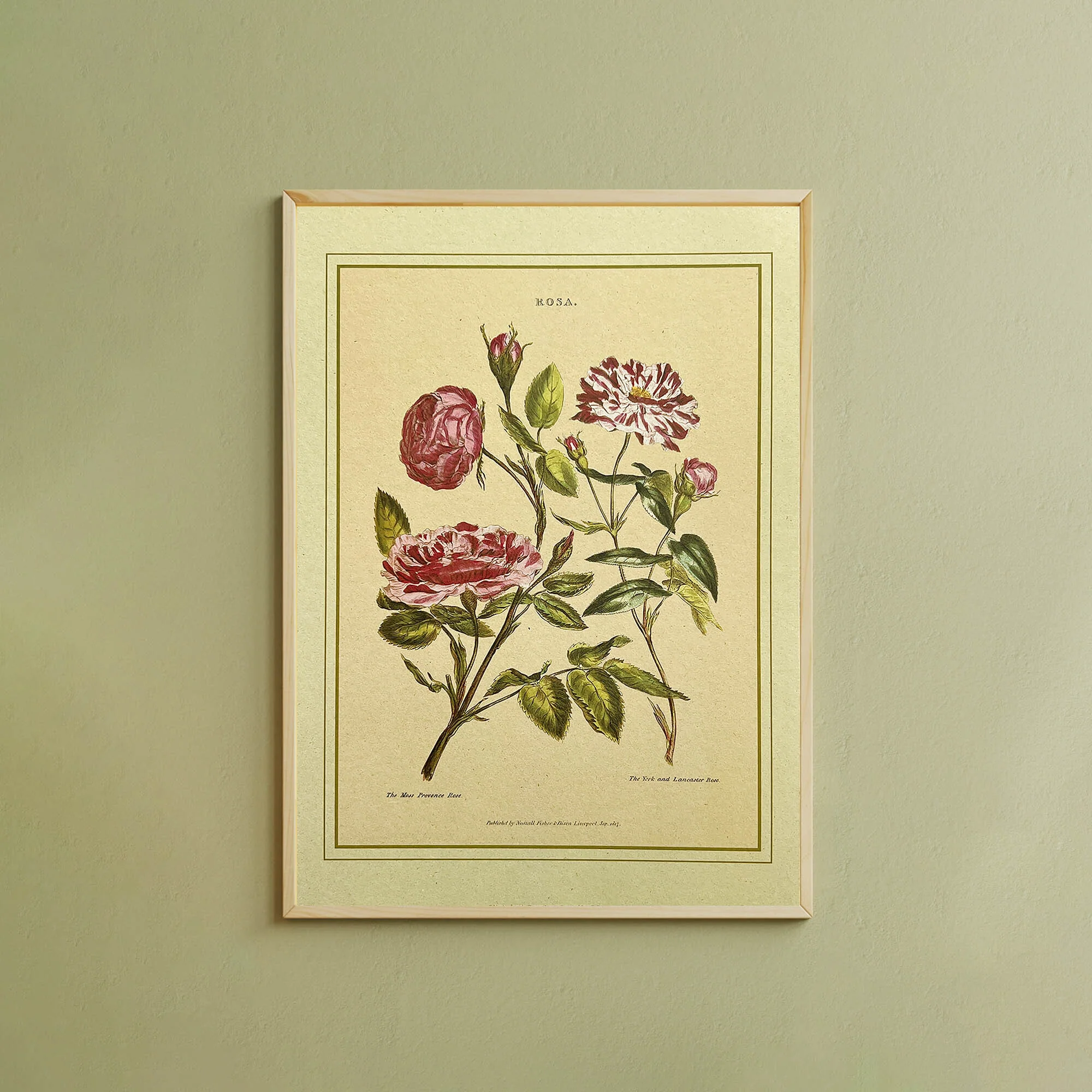 Napiers Botanical Prints - Image 7