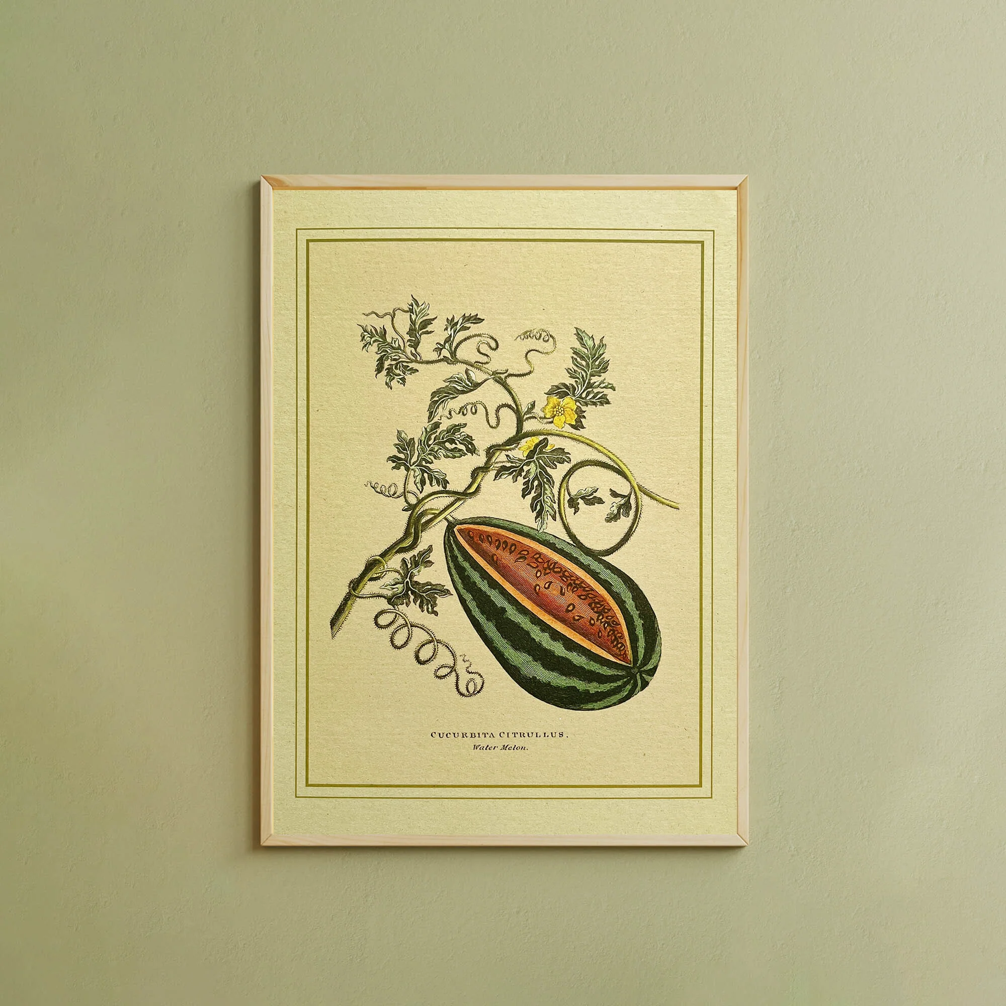 Napiers Botanical Prints - Image 8