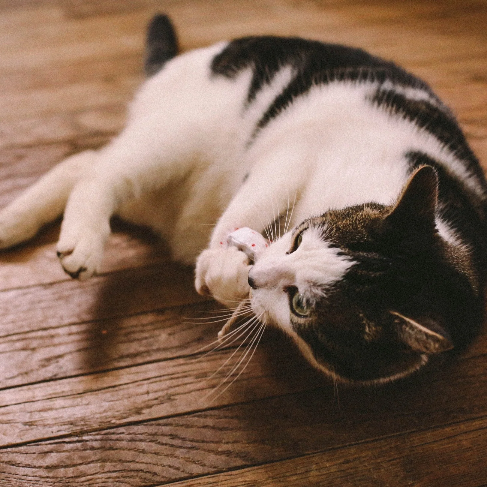 Napiers Catnip Mouse (3 pack) - Image 5